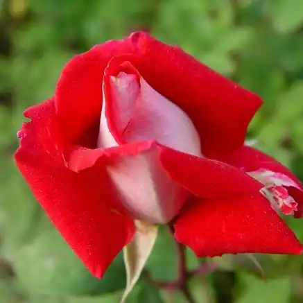 Roșu - Trandafiri - Bajazzo® - 